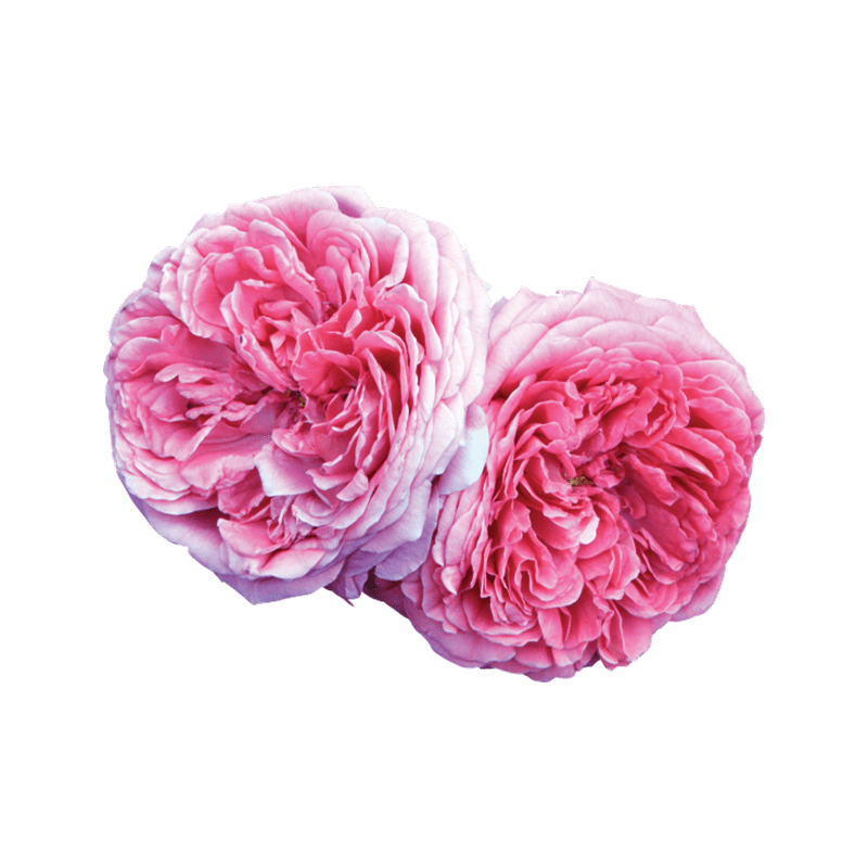 Дамасская роза